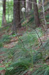 Eastern turkeybeard